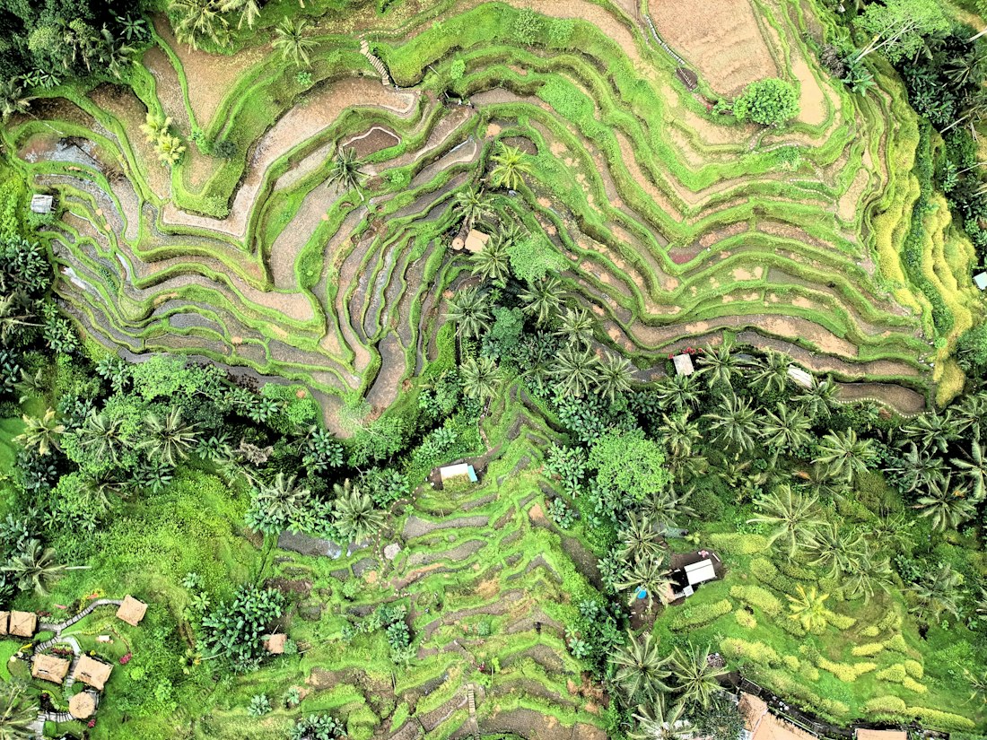 Rice terraces near Ubud